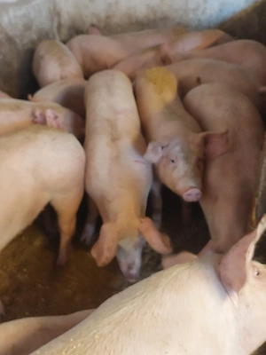 vând purcei,soldani, porci, diferite mărimi  - imagine 3