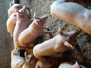 vând purcei,soldani,,grăsuni. diferite mărimi și rase  - imagine 4