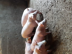 vând purcei,soldani,,grăsuni. diferite mărimi și rase  - imagine 5