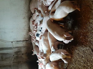 vând purcei și soldani diferite mărimi si rase  - imagine 4