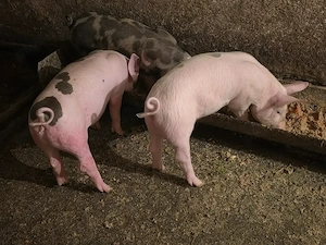 Vand Purcei de 8 saptamani