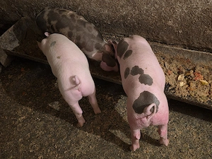 Vand Purcei de 8 saptamani - imagine 2