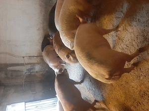 vând purcei și soldani diferite mărimi si rase  - imagine 4