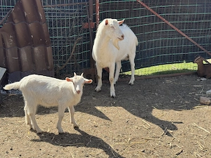 Vand 6 capre Saanen cu sau fara iesi + 1 tap Saanen - imagine 4