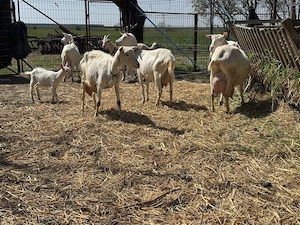 Vand 6 capre Saanen cu sau fara iesi + 1 tap Saanen - imagine 3