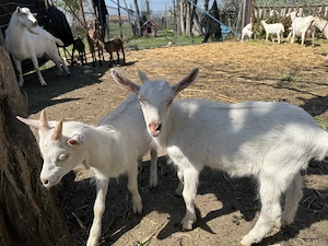 Vand 6 capre Saanen cu sau fara iesi + 1 tap Saanen - imagine 5