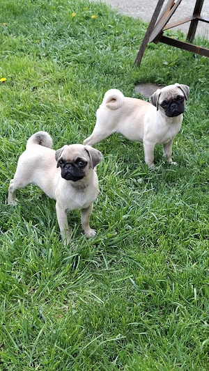 MOPS  Pug Transport  Gratuit in toata ROMANIA