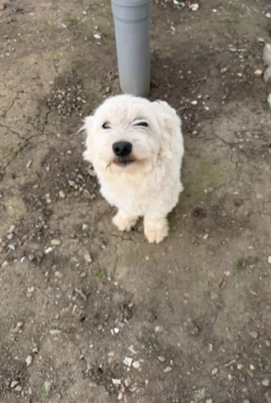 Vând bichoni maltez  mascul aproape de  1 an 