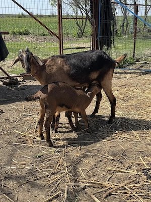 Vand 6 capre Saanen cu sau fara iesi + 1 tap Saanen