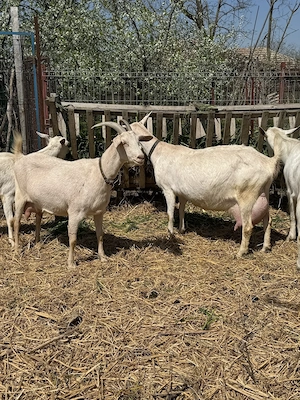 Vand 6 capre Saanen cu sau fara iesi + 1 tap Saanen - imagine 2