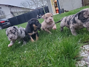 Vand american bully pocket