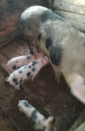 Vând scroafă fătată 