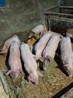 Vand zece purcei - imagine 2