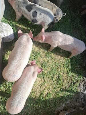 purcei de vânzare  - imagine 2