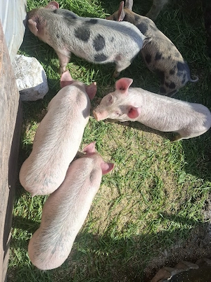 purcei de vânzare  - imagine 3