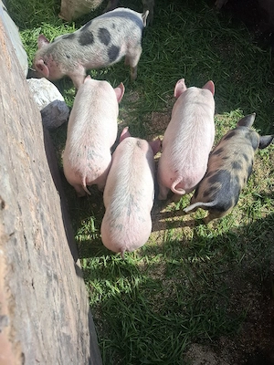 purcei de vânzare  - imagine 4