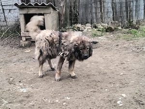 Vând pereche câini ciobănești  - imagine 4