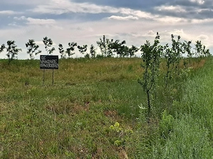 2900m2 teren intravilan in comuna Ion Creanga jud Neamt  - imagine 4