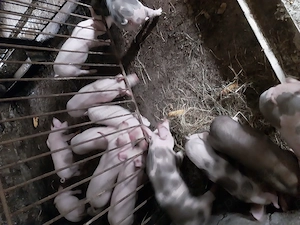 De vânzare purcei de carne rasa pietran și landrace pentru mai multe informați la telefon   - imagine 3