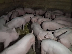 vând 40 soldani  30-35 kg(masculi castraţi) - imagine 2