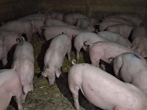 vând 40 soldani  30-35 kg(masculi castraţi)