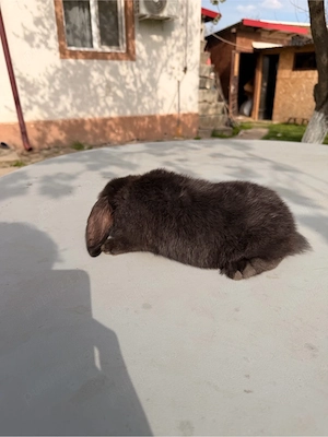 iepuri berbec german  - imagine 4