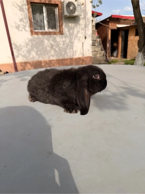 iepuri berbec german  - imagine 5