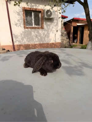 iepuri berbec german  - imagine 3