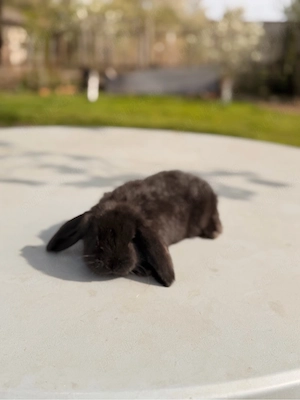 iepuri berbec german  - imagine 2