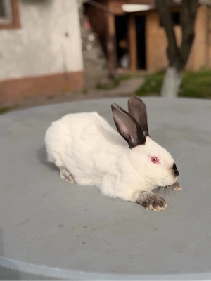 iepuri californieni  - imagine 2