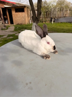 iepuri californieni  - imagine 4