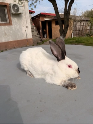 iepuri californieni  - imagine 3