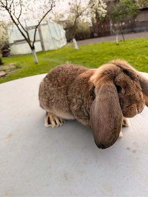 iepuri berbec german  - imagine 3