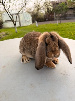 iepuri berbec german  - imagine 4