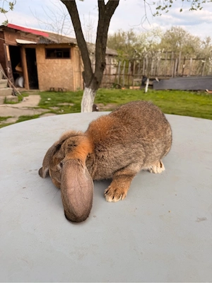 iepuri berbec german  - imagine 5