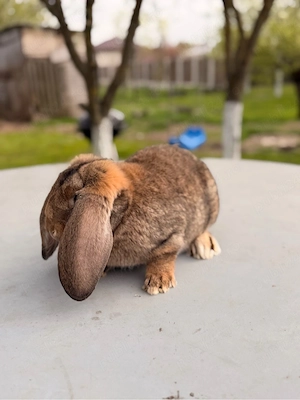 iepuri berbec german 