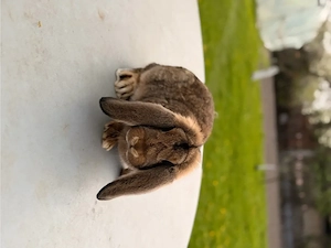 iepuri berbec german  - imagine 2