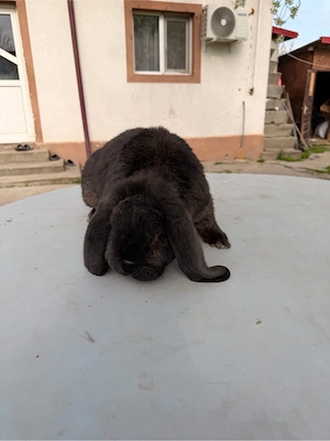 iepuri berbec german  - imagine 5