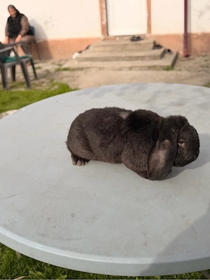 iepuri berbec german  - imagine 3