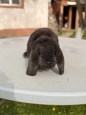 iepuri berbec german 