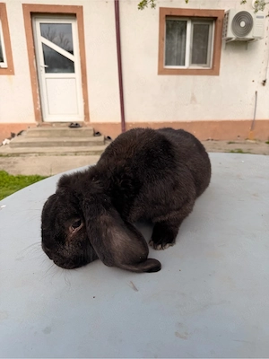 iepuri berbec german  - imagine 2