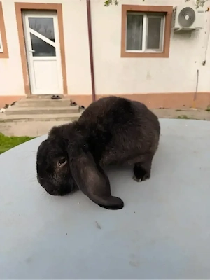 iepuri berbec german  - imagine 4