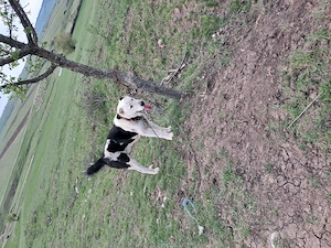 Vând câine de asia centreala agresiv de om - imagine 3