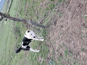 Vând câine de asia centreala agresiv de om - imagine 2