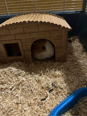 Vand porcusor de guineea