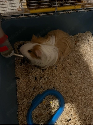 Vand porcusor de guineea - imagine 2