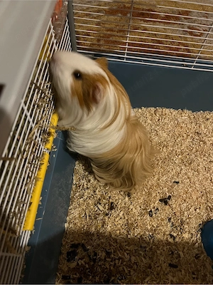 Vand porcusor de guineea - imagine 5