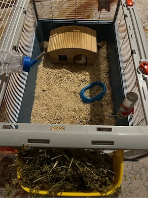 Vand porcusor de guineea - imagine 3