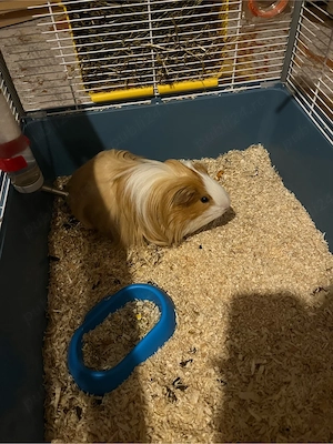 Vand porcusor de guineea - imagine 4