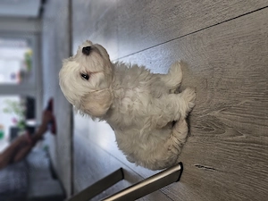 Vând câine bichon superb  - imagine 2